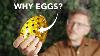 Why Faberg Eggs Are Eggs